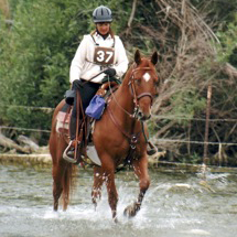 competitive trail rides